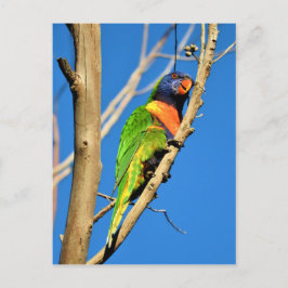Rainbow Lorikeet Postkarte