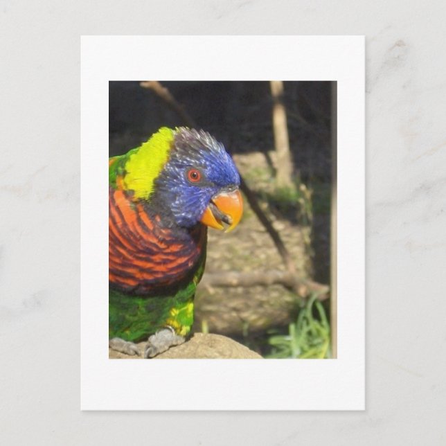 Rainbow Lorikeet Postkarte (Vorderseite)