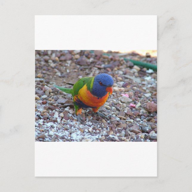 Rainbow Lorikeet Postkarte (Vorderseite)