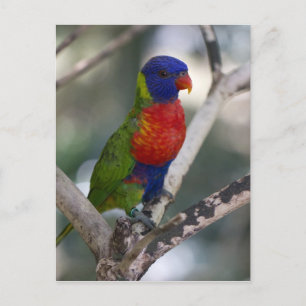 Rainbow Lorikeet Postkarte