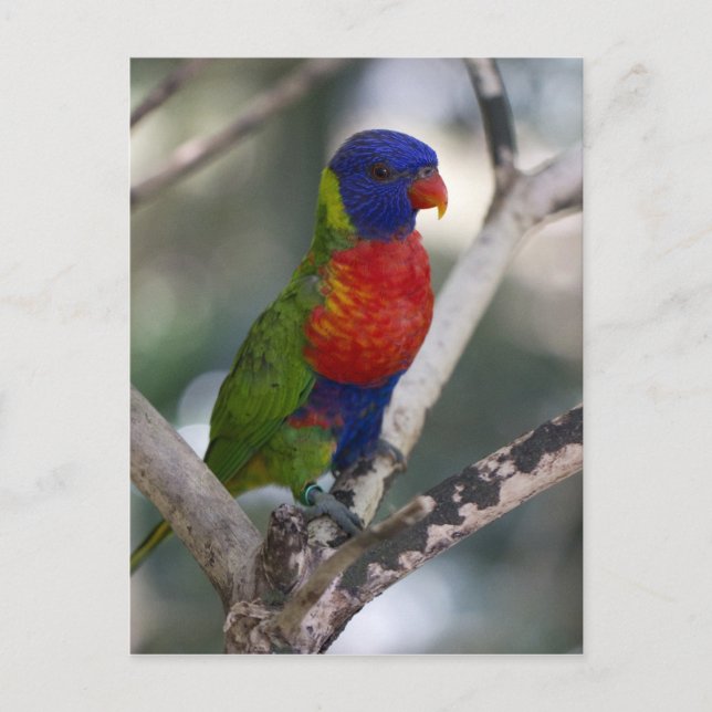 Rainbow Lorikeet Postkarte (Vorderseite)