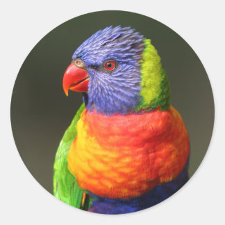 Rainbow Lorikeet Runder Aufkleber
