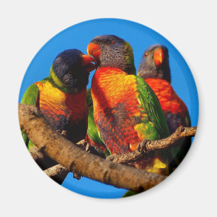 Rainbow Lorikeet, Rundmagnet Magnet