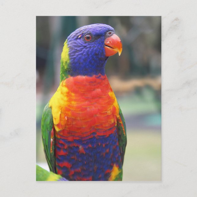Rainbow Lorikeet (Trichoglossus haematodus 2 Postkarte (Vorderseite)