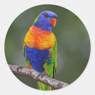 Rainbow Lorikeet Trichoglossus Haematodus Parrot Runder Aufkleber