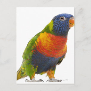 Rainbow Lorikeet - Trichoglossus Postkarte