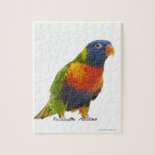 Rainbow Lorikeet - Trichoglossus Puzzle