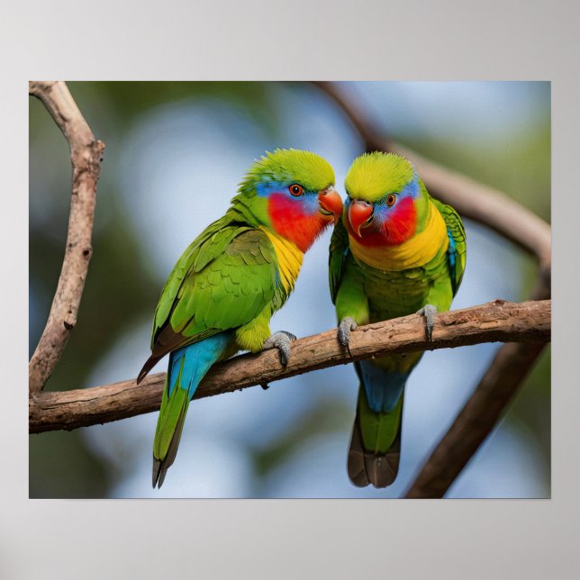 Rainbow Lorikeets Poster (Vorne)