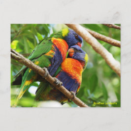 Rainbow Lorikeets Postkarte