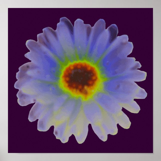 Rainbow Marigold Poster (Vorne)