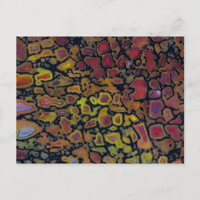 Rainbow Petrified Dinosaurier Bone Postkarte (Vorderseite)