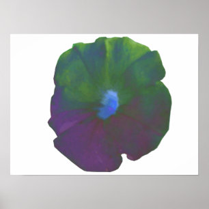 Rainbow Petunia Poster