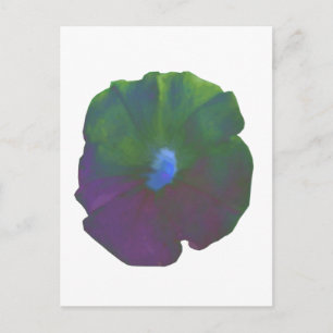 Rainbow Petunia Postkarte