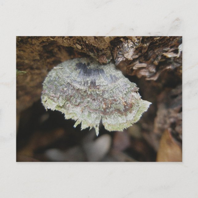 Rainbow Shelf Fungus Postkarte (Vorderseite)