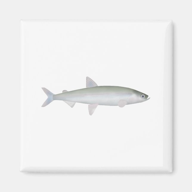 Rainbow Smelt Magnet (Vorne)