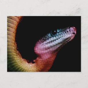 Rainbow Snake Postkarte