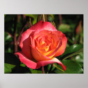Rainbow Sorbet Floribunda Rose 139 Poster