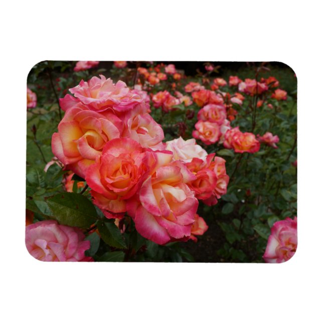 Rainbow Sorbet Rose #4 Foto Magnet (Horizontal)