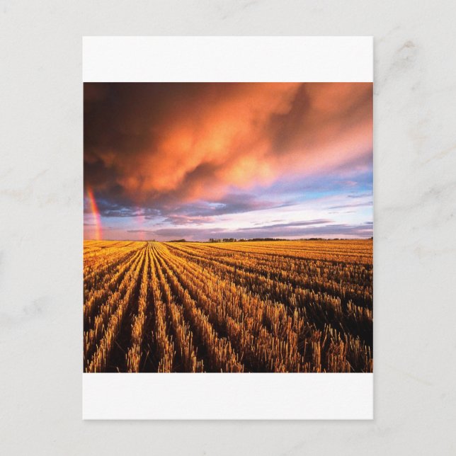 Rainbow Stubble Field Saskatchewan Kanada Postkarte (Vorderseite)