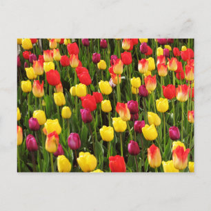 Rainbow Tapestry Postkarte