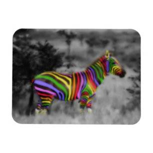 Rainbow Zebra Magnet