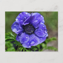 Raindrop-Anemon Postkarte