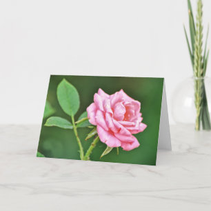 Raindrop Pink Rose Scripture Card Philippianer 2:1 Karte