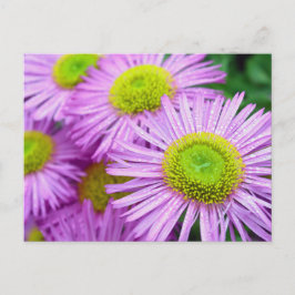 Raindrops auf Asters Postkarte