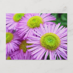 Raindrops auf Asters Postkarte