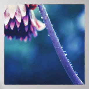 Raindrops auf Blume-Stem-Macro Abstrakt Poster