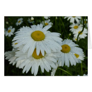 Raindrops auf Daisies Wildblume Floral