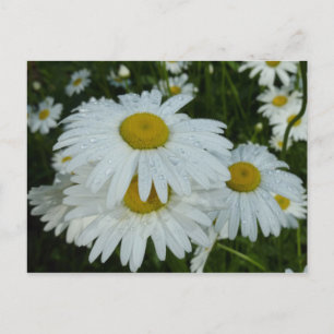Raindrops auf Daisies Wildblume Floral Postkarte