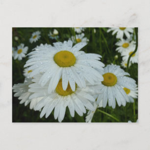 Raindrops auf Daisies Wildblume Floral Postkarte