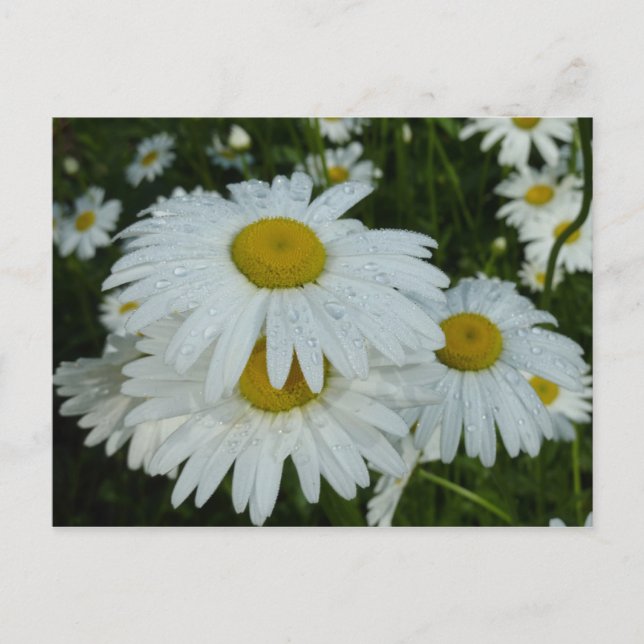 Raindrops auf Daisies Wildblume Floral Postkarte (Vorderseite)