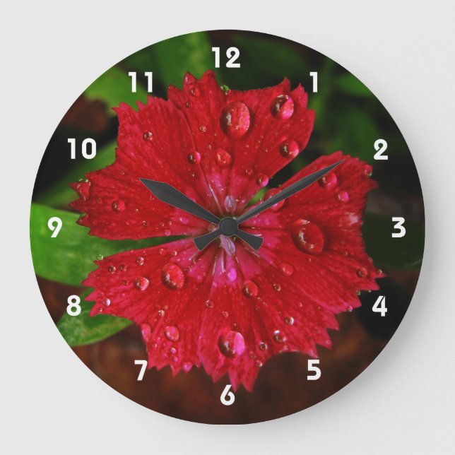Raindrops auf dem schönen Red Dianthus Blume Foto Große Wanduhr (Vorderseite)