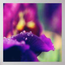 Raindrops auf der Lila Blume Petal Macro Abstrakt Poster