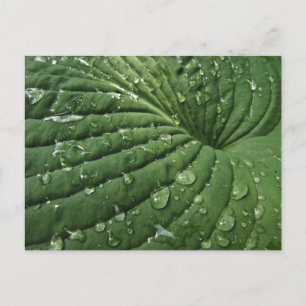Raindrops auf der Postkarte von Hosta Leaf