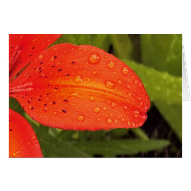 Raindrops auf der Taglilie (Vorderseite (Horizontal))