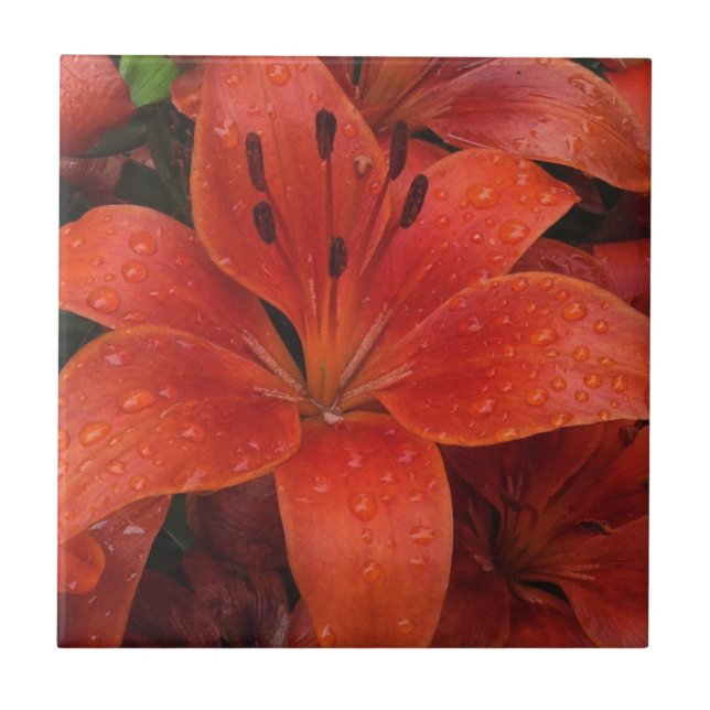 Raindrops auf einer Lily Fliese (Vorderseite)