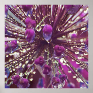 Raindrops auf Lila Allium Blume Macro Abstrakt Poster
