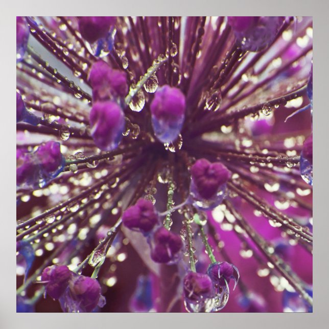 Raindrops auf Lila Allium Blume Macro Abstrakt Poster (Vorne)