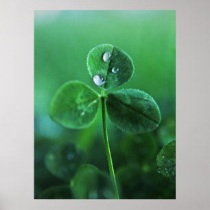 Raindrops auf Macro für Green Clover Blätter Poster