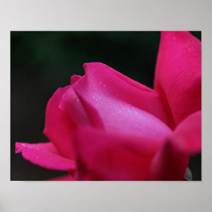 Raindrops auf roter Rosenknospe Poster
