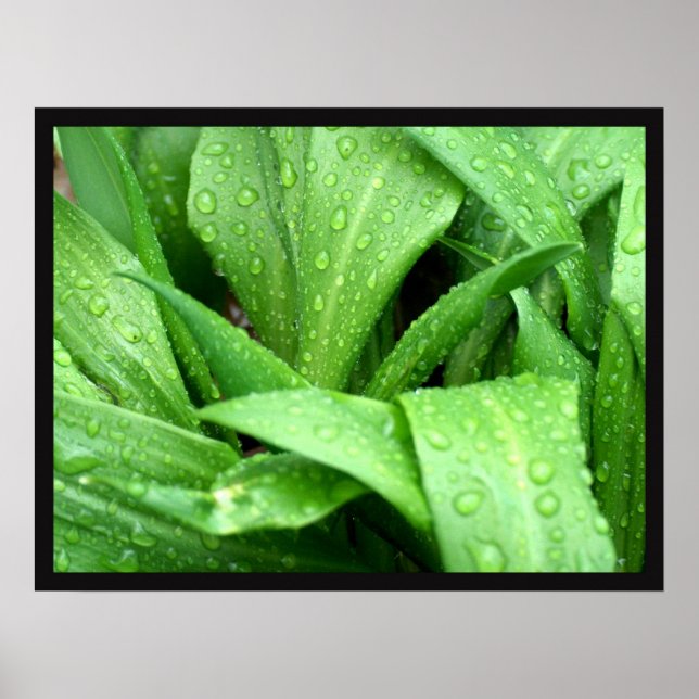 Raindrops Poster (Vorne)