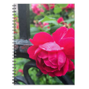 Raindrops Rosa Blume Rose Rainy Day NYC Notizblock
