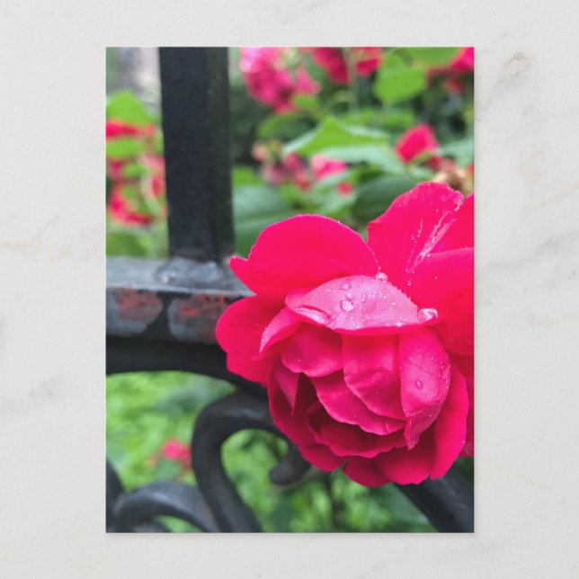 Raindrops Rosa Blume Rose Rainy Day NYC Postkarte (Vorderseite)