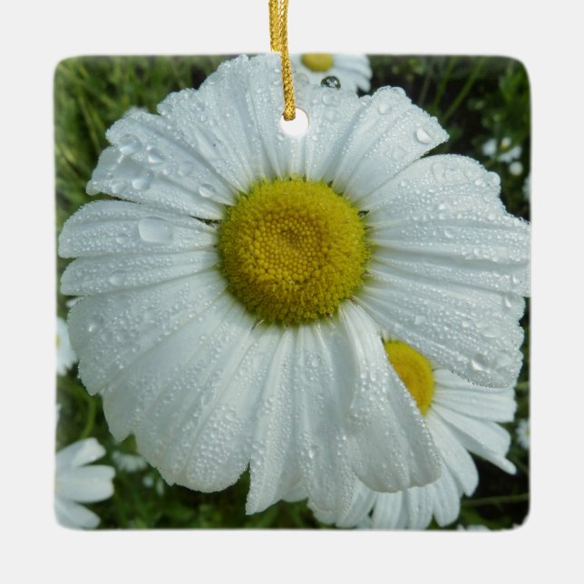 Raindrops über Daisy I Wildblume Floral Keramikornament (Vorderseite)