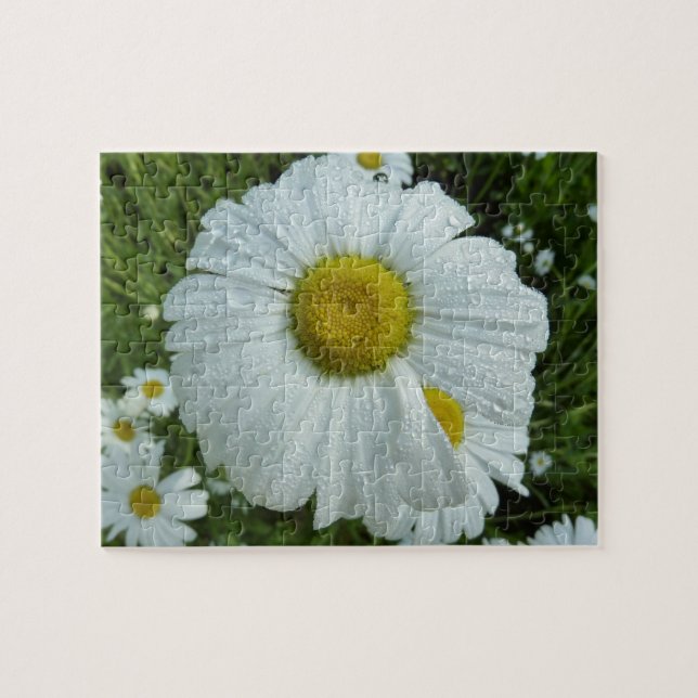 Raindrops über Daisy I Wildblume Floral Puzzle (Horizontal)