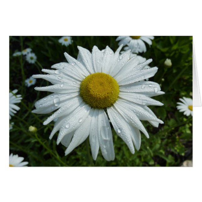 Raindrops zur Daisy-II-Wildblume (Vorderseite (Horizontal))