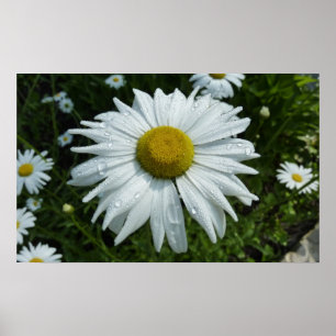 Raindrops zur Daisy-II-Wildblume Poster